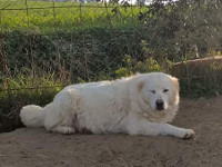 abruzzese shepherd